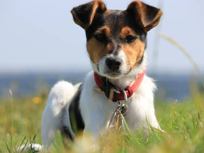 Bild 21 aus  Ferienhof Meetz