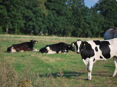 Bild 22 aus  Cohrshof