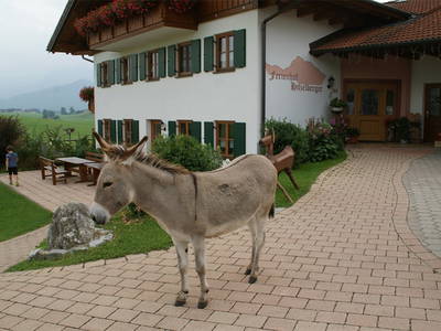 Bild 30 aus  Ferienhof Hitzelberger