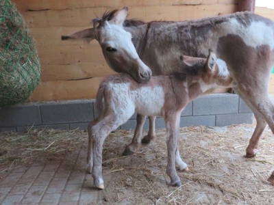 Bild 6 aus  Naurather Ferienhof