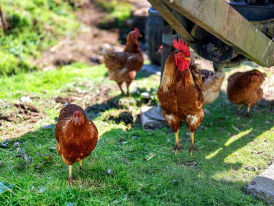 Bild 31 aus  Danielenhof