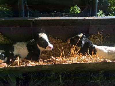 doppeltes Glück-frisch geborene Kälber
