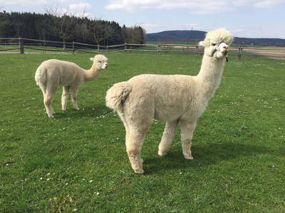 Bild 14 aus  Georgihof