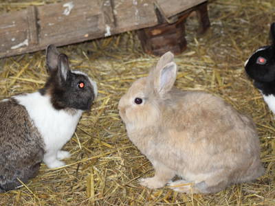 Bild 14 aus  Hof Grünberg