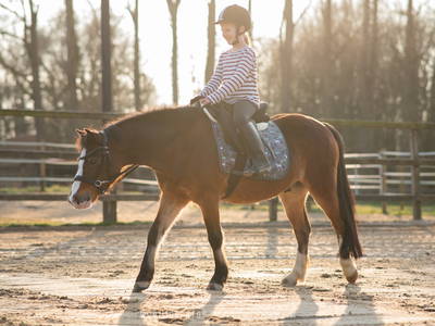 Bild 18 aus  Ferienhaus / Chalet auf dem Gestüt Lohhof mit Kinderreiten oder Pony Reiten