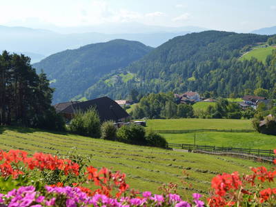 Bild 11 aus  Weberhof - Biobauernhof