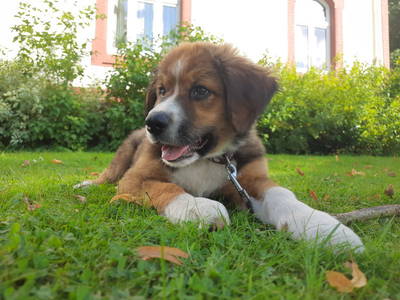 Bild 11 aus  Ferienhof Romberg