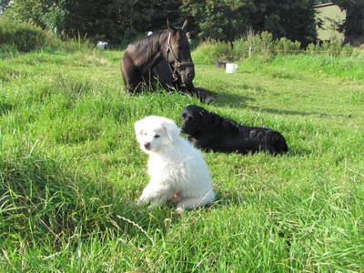 Bild 19 aus  Ferienhof Severin