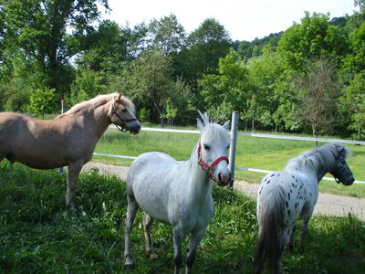 Bild 16 aus  Ferienhof Waldmann