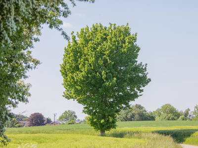 Bild 28 aus  LINDENHOF- BAUERNHOFURLAUB / OSTSEENÄHE