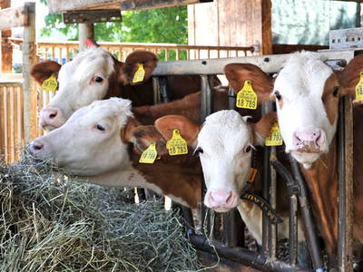 Bild 12 aus  Ferienhof Moyer