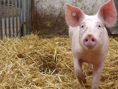 Bild 28 aus  Demeterhof Dünninger