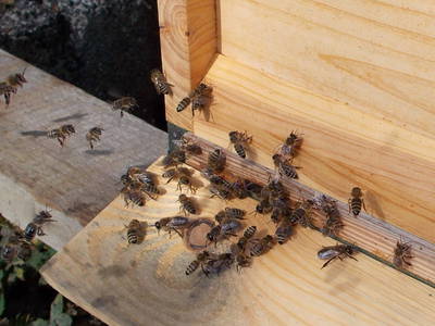 Unsere fleißigen Bienen