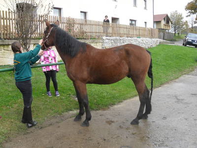 Bild 38 aus  Woferlhof