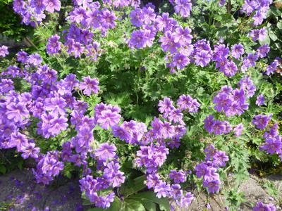 Bild 16 aus  Ferienwohnung Donebauer