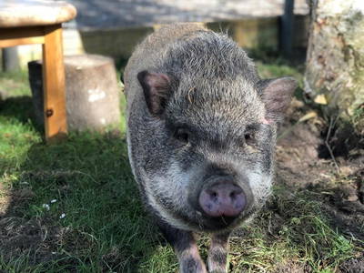 Bild 44 aus  Ferienhof Rauert