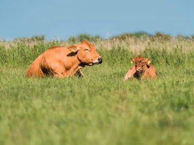 Bild 17 aus  Ferienhof Groth/ Hof Herzleuchten