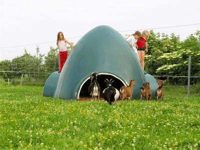 Fangspiel mit den Ziegen