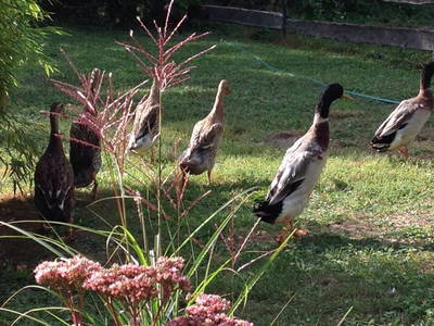 Bild 9 aus  Auszeithaus Brigittenhof