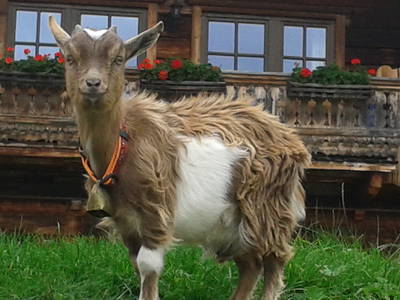 "Meli" eine unserer Zwergziegen