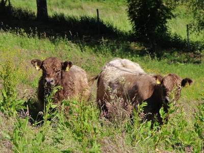 Bild 18 aus  Fenwick Farm