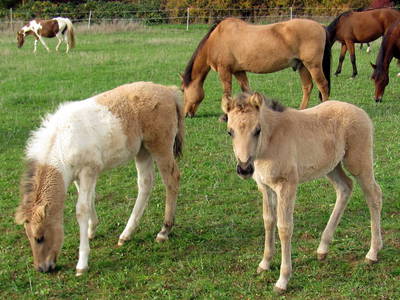 Bild 9 aus  Lautersheimer Gutshof
