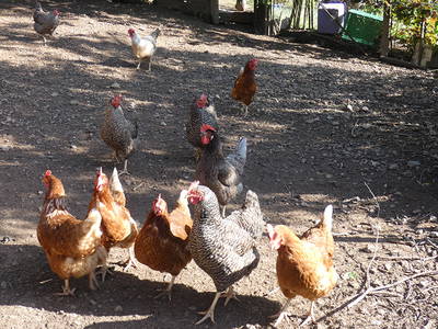 Bild 5 aus  Pension Muserhof