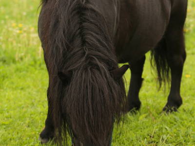 Bild 17 aus  Ferienhof Wichmann