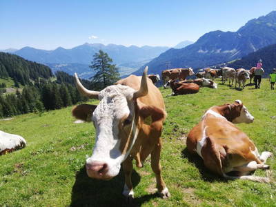 Bild 59 aus  Schabushof