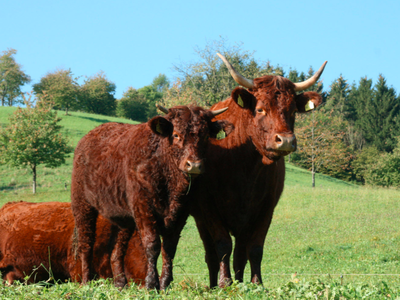 Bild 13 aus  Bierpeterhof