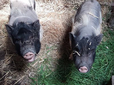 Bild 17 aus  Renas Ferienhof