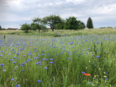 Bild 12 aus  Braunsberger Höfe