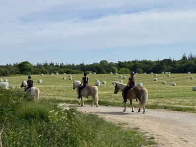 Bild 46 aus  Ferienhof Messer  Bauernhofurlaub  Ostseenähe  Ponys