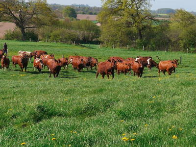 Bild 7 aus  Grünberger Hof