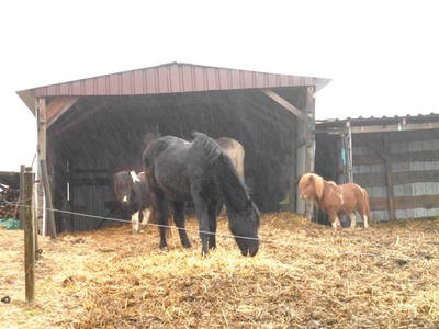 Bild 11 aus  Hof Schlossblick  " der etwas andere Bauernhof "