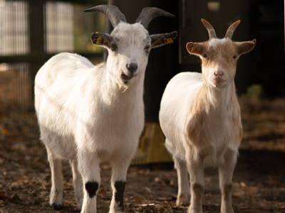 Bild 27 aus  Ferienhaus / Chalet auf dem Gestüt Lohhof mit Kinderreiten oder Pony Reiten