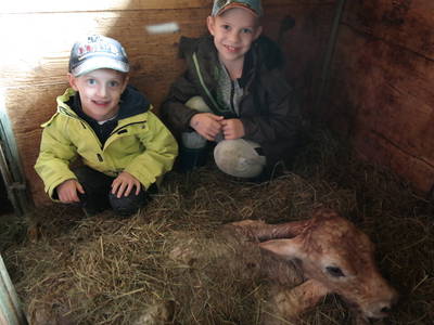 ein neugeborenes Kalb begrüßen