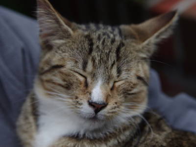 Kuscheln mit den Hauskatzen