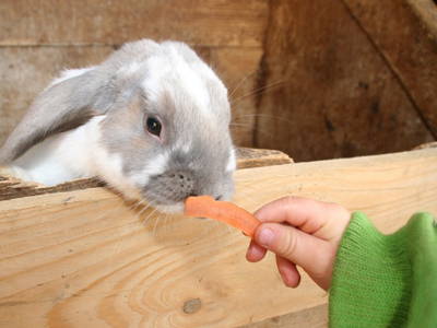 Bild 25 aus  Ferienhof  am Hennesee