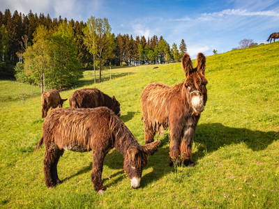 Bild 4 aus  Körnermühle