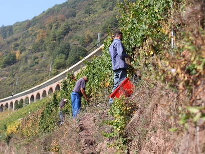 Bild 14 aus  Wein & Wohngut Paulushof