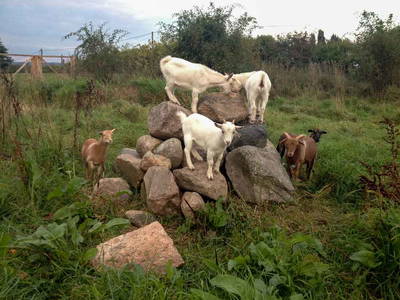 Bild 18 aus  Pferdehof Ruhnau FN