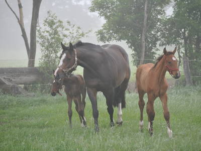Der gekörte Hengst Royal Cavalier und der Bundechampion Michel 233 als Fohlen