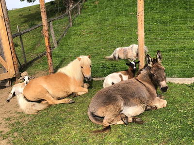 Bild 23 aus  Weidererhof