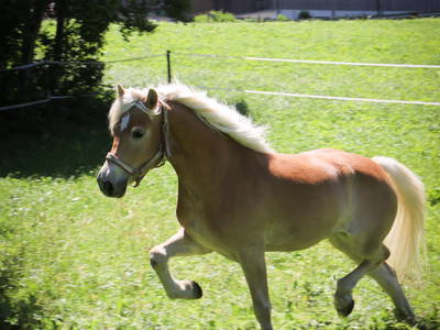 Bild 41 aus  Haus Bergquell mit Pferdestall