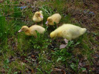 Bild 12 aus  Wagegger Hof