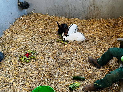 Bild 12 aus  Lindenhof