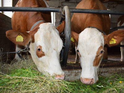 Bild 7 aus  Rieplechnhof