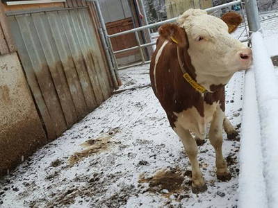 Bild 16 aus  Ferienbauernhof Storchenhäusle