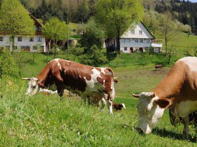 Bild 8 aus  Suschethof